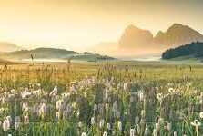 冰岛世界杯的阵型-冰岛足球的战术演变与4-4-2阵型的独特应用